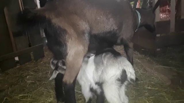 Чара, второй день после окота. Козлята от Ясика (альпочехи) смотреть онлайн