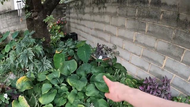 Overwintering Elephant Ears 🐘 Alocasias🍁Fall clean up begins смотреть онлайн