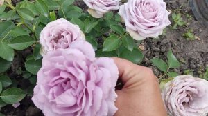 First bloom rose Lullaby, 2023. Троянда Луллаби, перше квiтування.