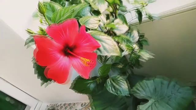 Гибискус,магия красного цвета смотреть онлайн