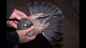 Кировоградские голуби