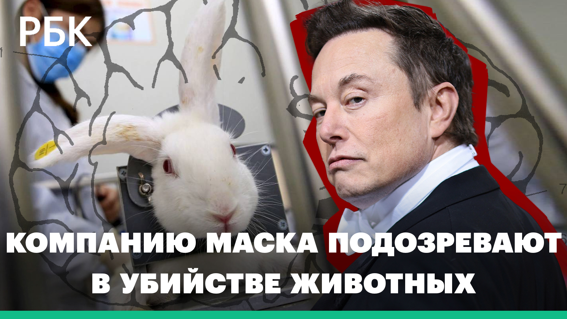 Компанию Маска Neuralink проверяют после жалоб на жестокое обращение с животными