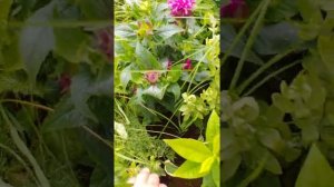 Флокс Юник Уайт