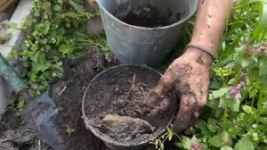 ЗИМОВКА ДЕЛЕНИЕ И ПЕРЕСАДКА НИМФЕИ