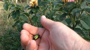 Зелёный жук на розе 2 часть