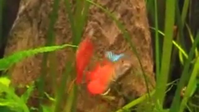 Лялиус неоновый красный (Colisa lalia var ) смотреть онлайн