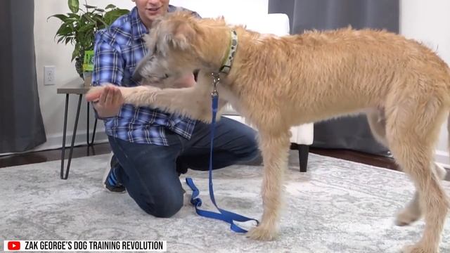 Irish Wolfhound Dogs 101: Everything You Need To Know - Is It the Right Dog for You? смотреть онлайн
