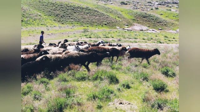 Coenurosis Cerebralis-Ценуроз