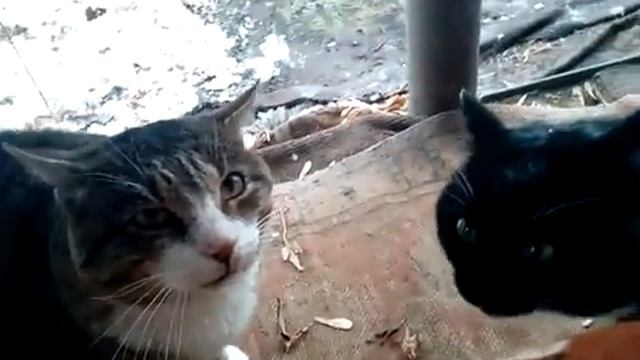 ДРАКА КОТОВ....mp4 смотреть онлайн