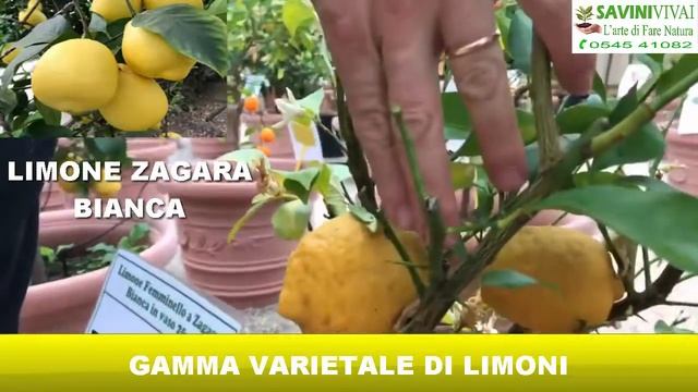 Gamma Varietale Di Limoni