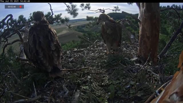 15.07.2021 17:42 Я - Орел! Я - хищник! Я охочусь на крупную добычу! ))) смотреть онлайн