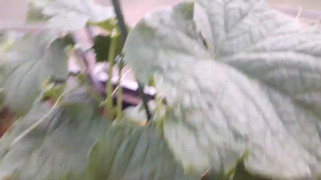 18-19.06.21 Дача.Ура!первые огурцы,цветут пионы,ч.1 смотреть онлайн