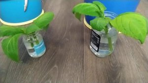 Черенкование. Сальвия Дивинорум | Salvia Divinorum | Шалфей Предсказателей #6 (10.06.23)