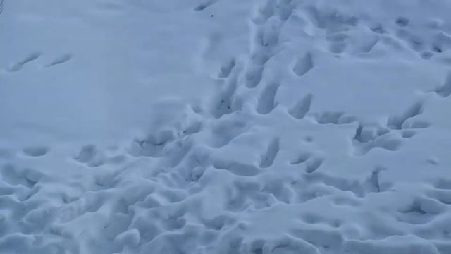 утро за кашей /купили мясорубку/котлеты /#комсомольскнаамуре #домашняякухня # смотреть онлайн