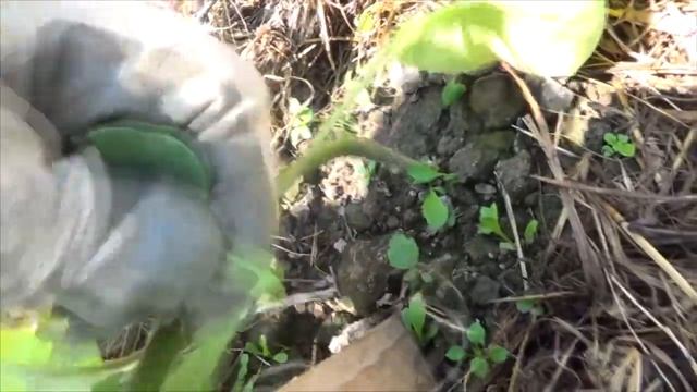 Как формировать баклажан в открытом грунте. смотреть онлайн