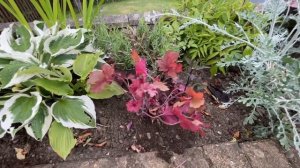 ?ГЕЙХЕРА. Размножение гейхеты. Приживется даже без корней!