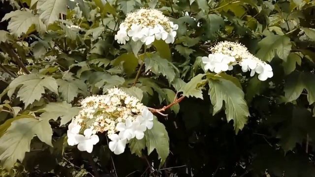 "Зацвіла в долині" мінус зі словами смотреть онлайн