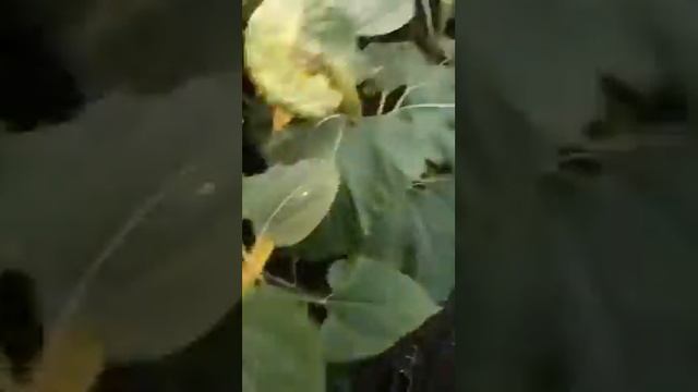 Нашествие гусениц, лугового мотылька, на Алтае, Волчихинский район. Протравливание. смотреть онлайн