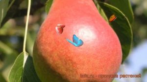 Груша плодовая Ника (pyrus communis nika) ? груша Ника обзор: как сажать саженцы груши Ника