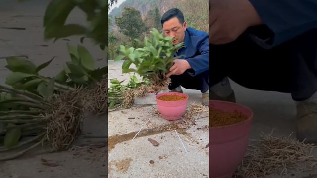 putting fertilizer to get best healthy orchid growing смотреть онлайн