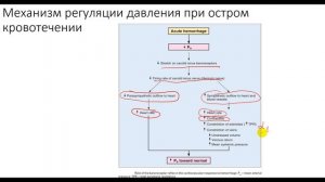 Физиология. Глава 3. Сердечно-сосудистая система. Регуляция артериального давления
