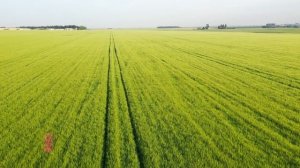 90,8 ц/га - урожайность ЯРОВОГО ЯЧМЕНЯ!