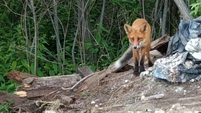 Лисы в дикой природе смотреть онлайн