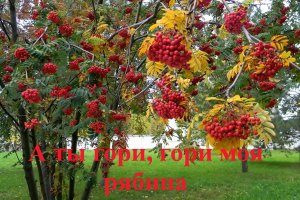 А ты гори, гори моя рябина