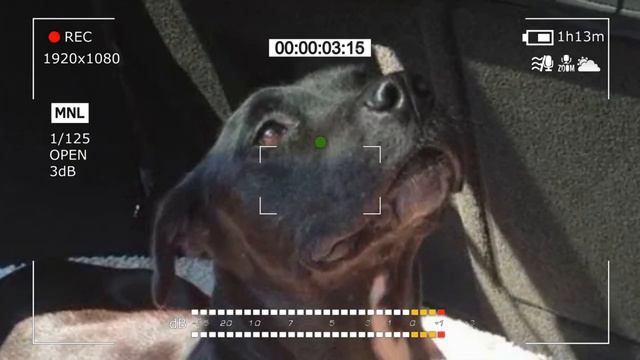 The Labrador, abandoned by the owners, was hiding in a corner in horror смотреть онлайн