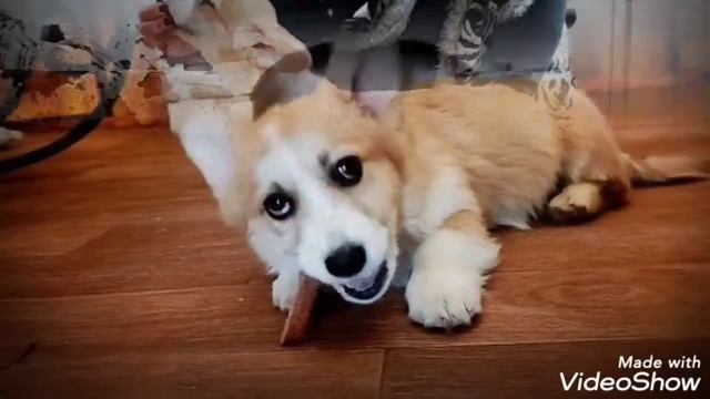 В питомнике продается девочка вельш корги пемброк. Документы КСУ. Чипирована, вакцинирована.