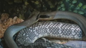 Snake mating / Брачное поведение змей: Яркие моменты! / Разведение полозов Blue Beauty Часть 1.