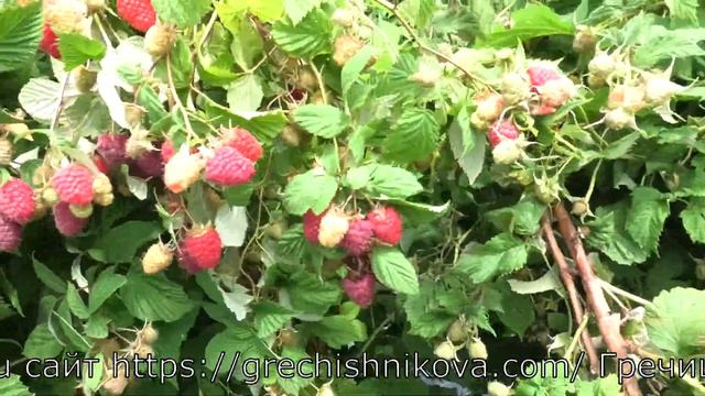 ковичен РАБОЧАЯ ЛОШАДКА МАЛИНА КРУПНАЯ УРОЖАЙНАЯ ВКУСНАЯ