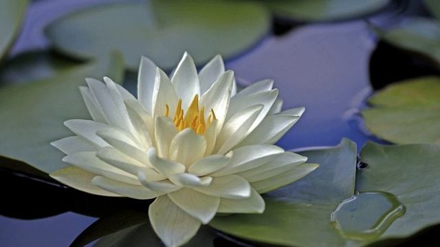 Молитва на каждый день от раздражительности смотреть онлайн