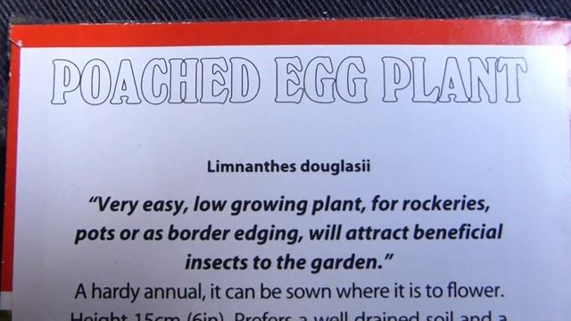 Egg Plant Seeds - Limnanthes Douglasii - Eggjablóm - Blómafræ - Sumarblóm