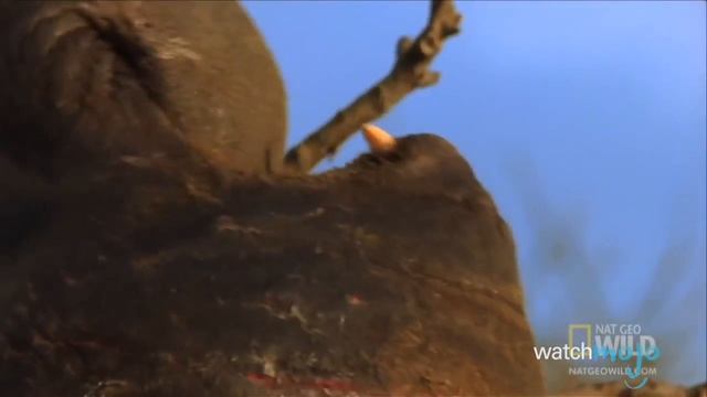 Топ 10 Самых Колоссальных Животных Существующих Сегодня смотреть онлайн