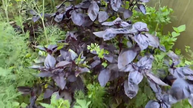 Прекрасный сад моей соседки / гигантские гортензии /прогулка по саду смотреть онлайн