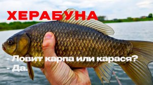 Карп. Карась. Амур. И херабуна