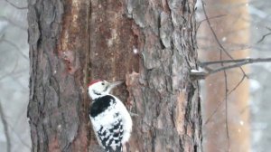 Как Дятел добывает еду? Белоспинный дятел