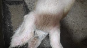 Сегодня забой свиньи огромной. Жизнь в деревне