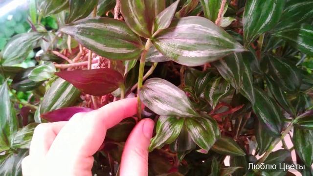 Проблемы пестролистных традесканций смотреть онлайн