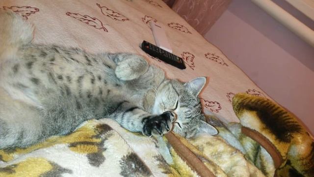 Коту снится кошка?