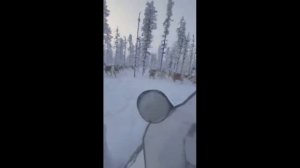 Охота на волка в Якутии. Защита оленей от волков в Момском районе РС(Я).