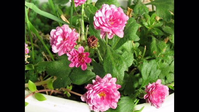 Мои комнатные цветы 2017 My indoor flowers смотреть онлайн