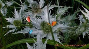 Синеголовник гигантский (sinegolovnik-gigantskiy) ? обзор: как сажать, саженцы синеголовники