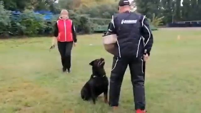 Проверка рабочих качеств ротвейлера. Работа ротвейлера. смотреть онлайн