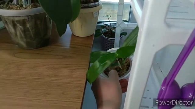 Обзор растений на западном окне. Часть 2. смотреть онлайн