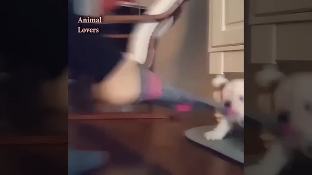 Cutest video compilationa about English Bulldogs (Mar) # 2 | 2019| Animal Lovers смотреть онлайн