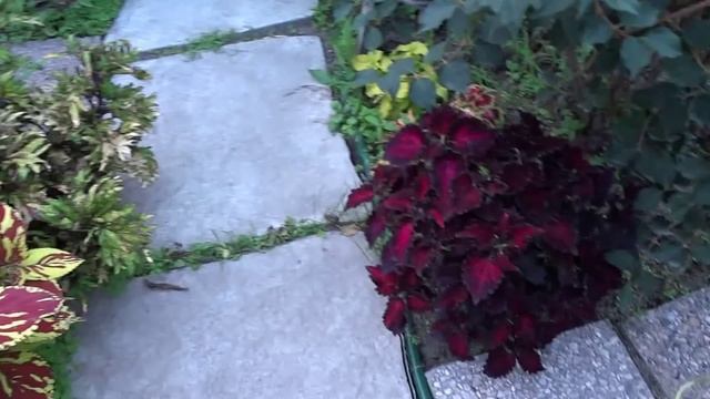 Колеус Coleus (Solenostemon) на Даче Новомодного в 2014 году