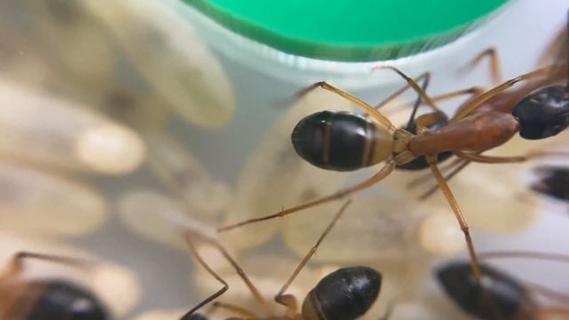 Inside a large ant colony - Camponotus consobrinus colony update смотреть онлайн