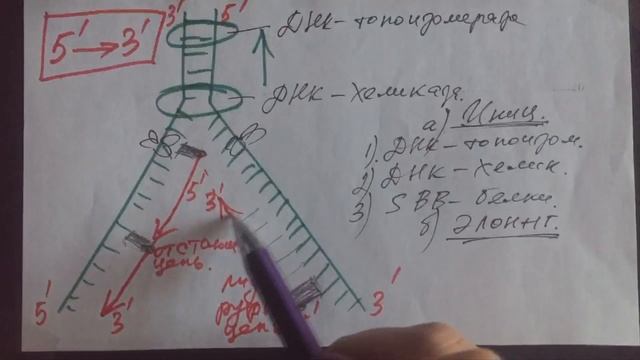 Репликация ДНК. Секрет бессмертия. Биохимия смотреть онлайн